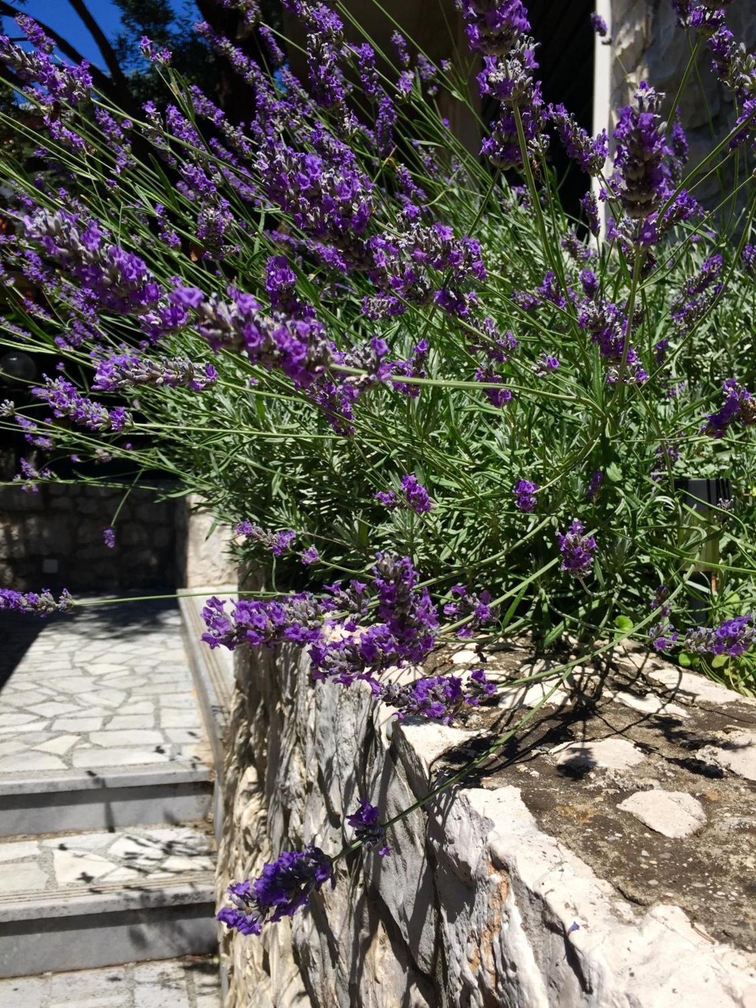 Apartments Ante Подаца Экстерьер фото